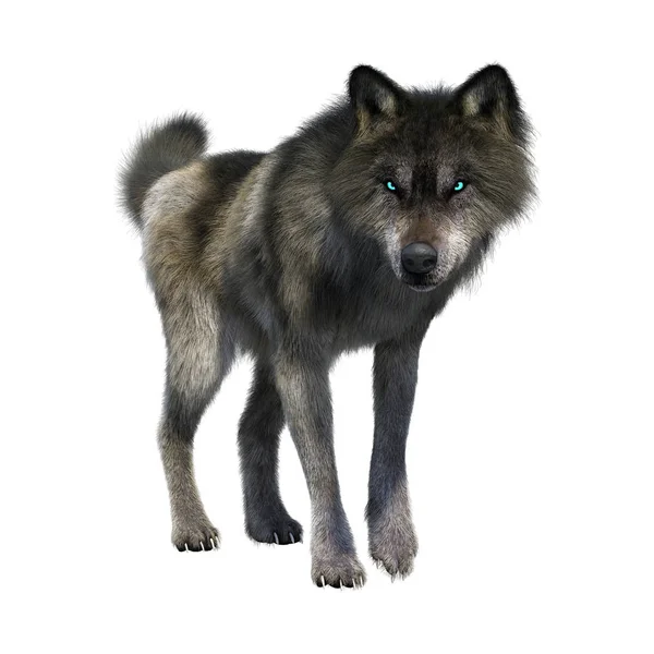 3D Rendering Gray Wolf on White — Stock Photo, Image