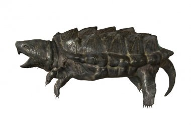 3D render timsah yapışma kaplumbağa üzerinde beyaz