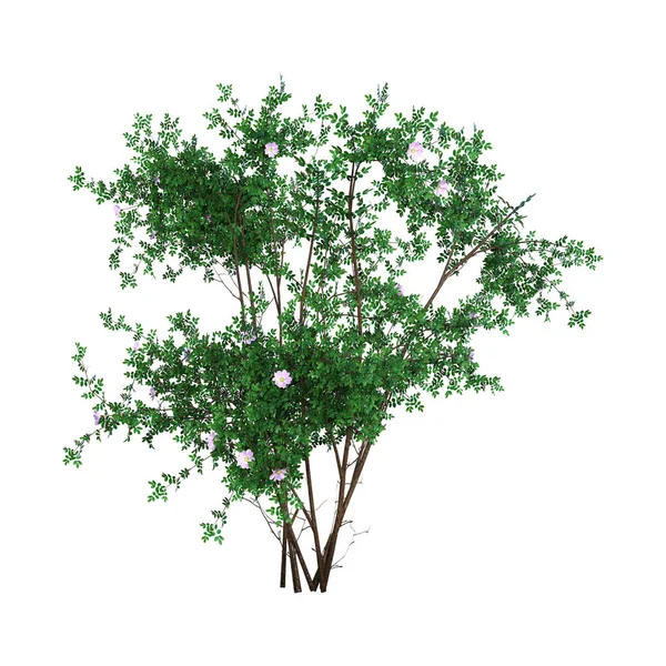 3D renderização Bush Rosa Majalis em Branco — Fotografia de Stock