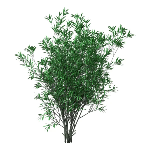 3D-Rendering Busch-Oleander auf Weiß — Stockfoto