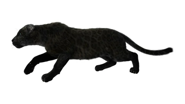 3D vykreslování černý panter na bílém pozadí — Stock fotografie
