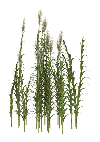 3d render bambu ağaçları beyaz topaklanma