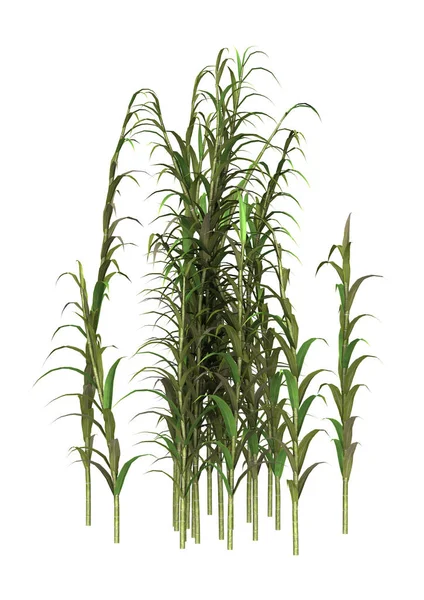 3d render bambu ağaçları beyaz topaklanma