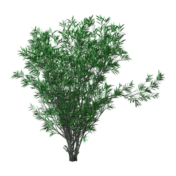 3D renderowania Bush Oleander z kwiatami na białym — Zdjęcie stockowe