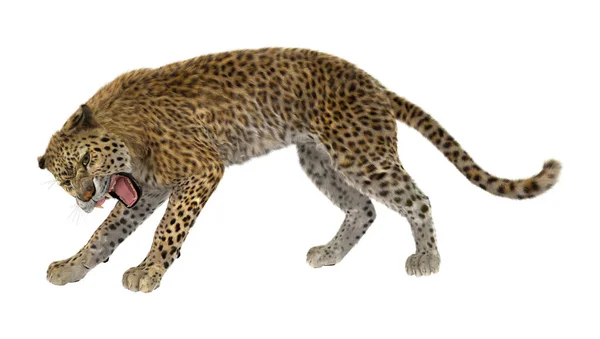 3D renderização grande gato leopardo no branco — Fotografia de Stock