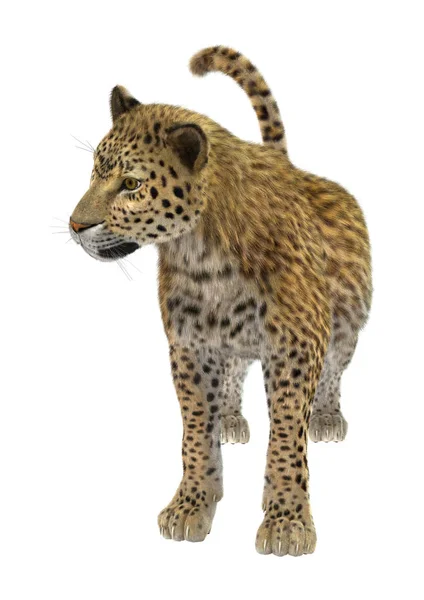 3D rendering stor katt Leopard på vit — Stockfoto