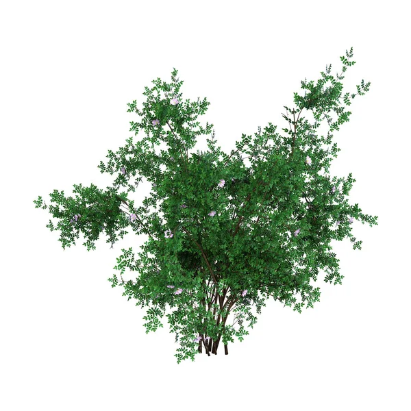 3D renderização Bush Rosa Majalis em Branco — Fotografia de Stock