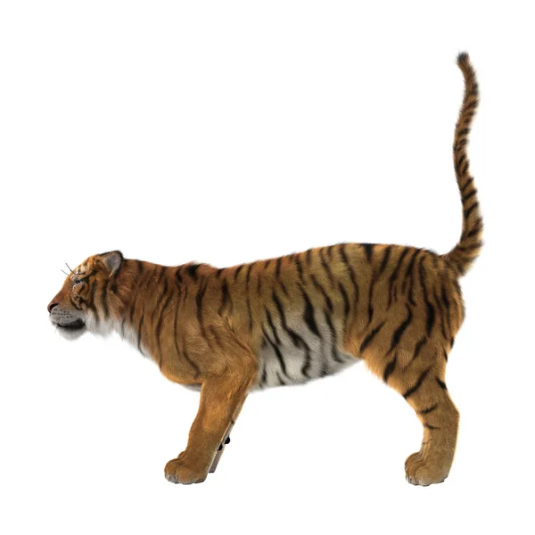 3D renderização Big Cat Tiger em Branco — Fotografia de Stock