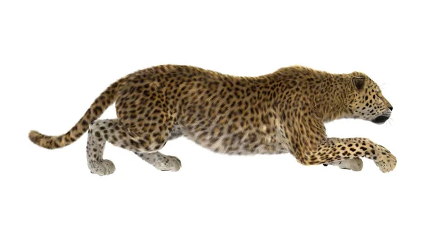 3D Rendering Big Cat Leopard on White — Stock Photo, Image