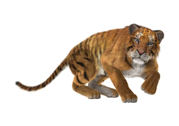 3D Rendering Big Cat Tiger on White — Stock Photo, Image