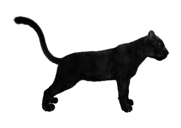 3D Rendering Black Panther on White — Stock Photo, Image