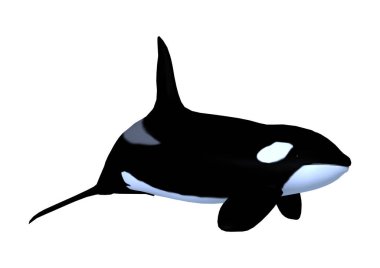 3D render Killerwhale beyaz