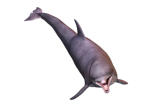 3D rendering Dolphin på vit — Stockfoto