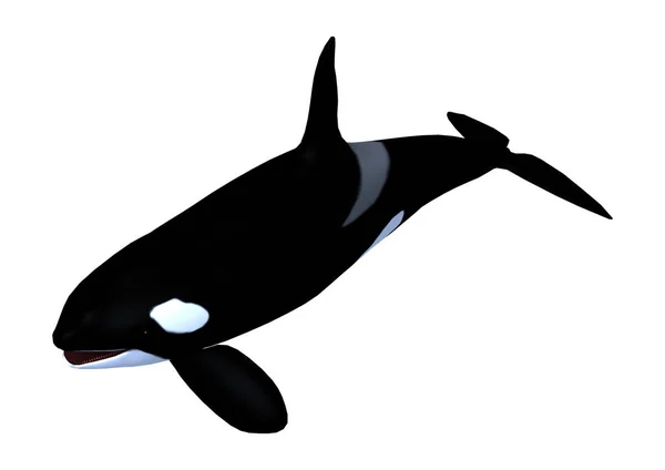 在白色的 3d 渲染 Killerwhale — 图库照片