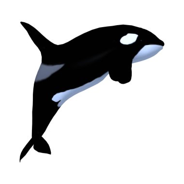 3D render Killerwhale beyaz