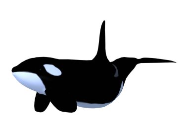 3D render Killerwhale beyaz