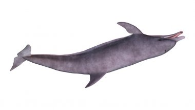 3D render yunus beyaz