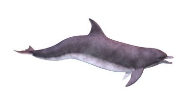 3D render yunus beyaz