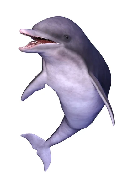 3D renderowania delfinów na białym — Zdjęcie stockowe