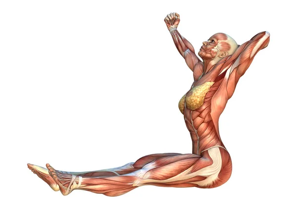 3D Rendering Muscle Maps — Stock Photo, Image