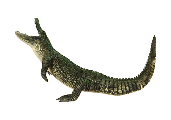 3D rendu alligator américain sur blanc — Photo