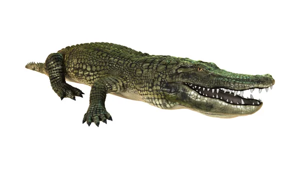 3D rendering aligátort fehér — Stock Fotó