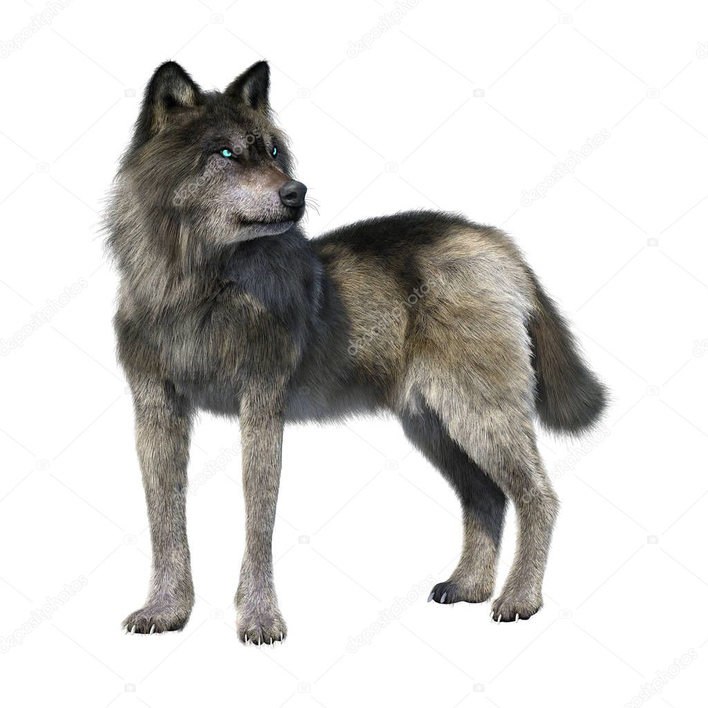3D Rendering Gray Wolf on White