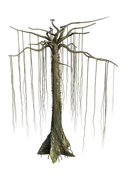 3D Rendering Kapok Tree on White — Stock Photo, Image