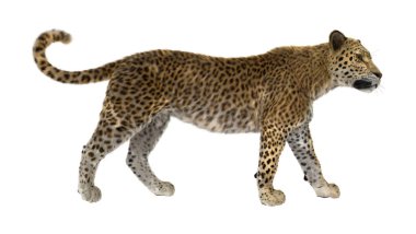 3D render büyük kedi Leopard üzerinde beyaz