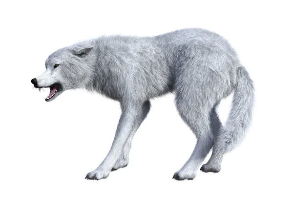 3D Representación del lobo ártico en blanco — Foto de Stock