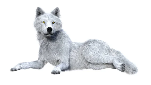 3D Rendering Arctic Wolf på hvid - Stock-foto