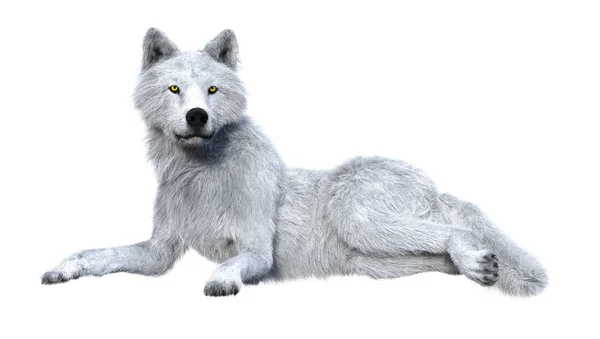 3D Representación del lobo ártico en blanco — Foto de Stock