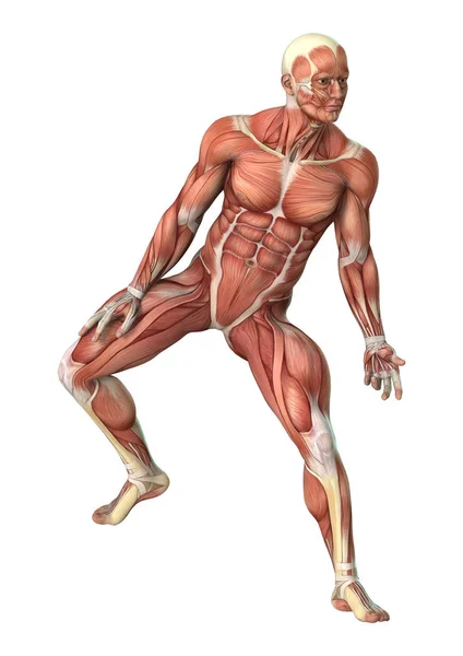 Cartes musculaires masculines de rendu 3D sur blanc — Photo
