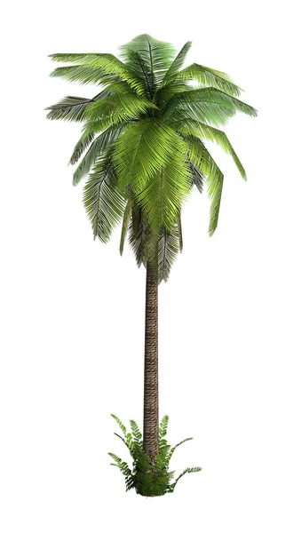 3D-Rendering Palme auf Weiß — Stockfoto