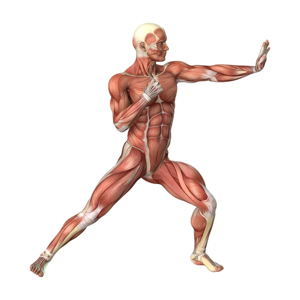 Representación 3D Figura Masculina Mapas Musculares en Blanco — Foto de Stock