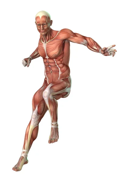 3D Rendering Male Figure Muscle Maps on White — Stock Photo, Image