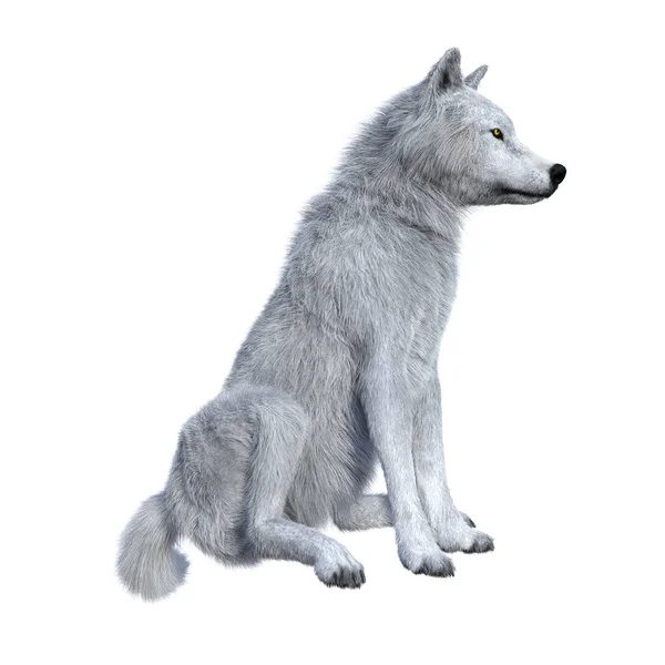 Rendu 3D loup arctique sur blanc — Photo