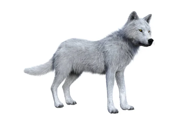 在白色的 3d 渲染北极狼 — 图库照片