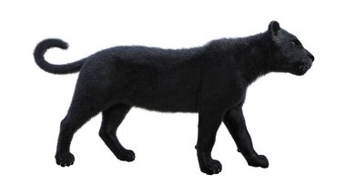 3D render Kara Panter beyaz