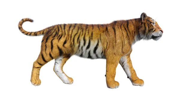 3D vykreslování velká kočka tygr na bílém — Stock fotografie