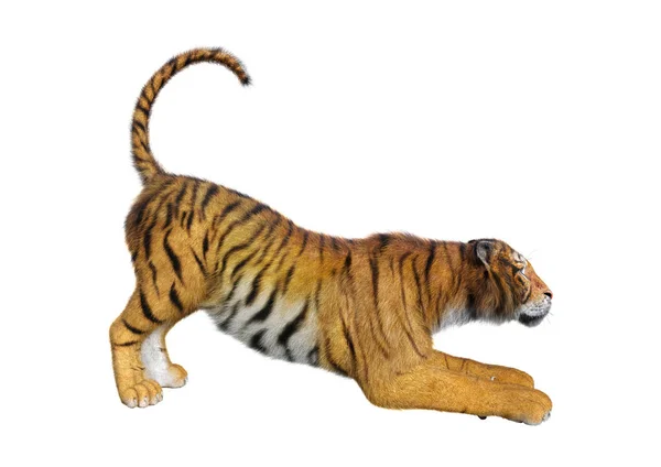 Redare 3D Big Cat Tiger pe alb — Fotografie, imagine de stoc