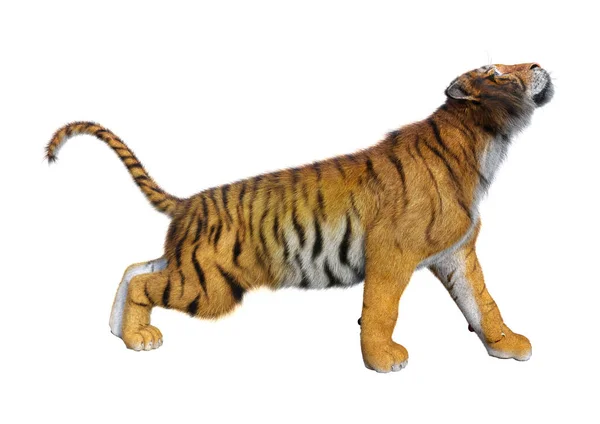 3D renderização Big Cat Tiger em Branco — Fotografia de Stock