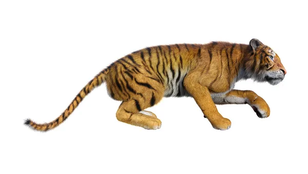 3D vykreslování velká kočka tygr na bílém — Stock fotografie