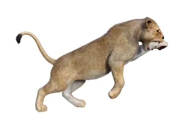 Lion femelle rendu 3D sur blanc — Photo