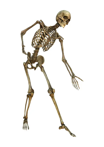 3D rendering mänskliga skelettet på vit — Stockfoto