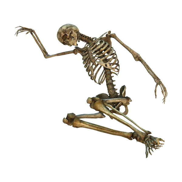 3D Rendering Human Skeleton on White — Stock Photo, Image