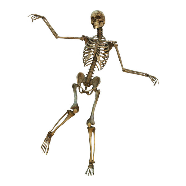 3D Rendering Human Skeleton on White