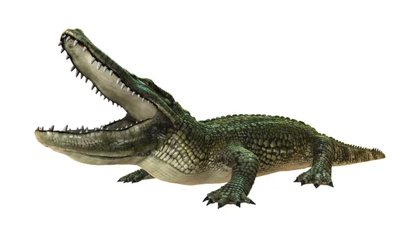 3D rendering aligátort fehér — Stock Fotó