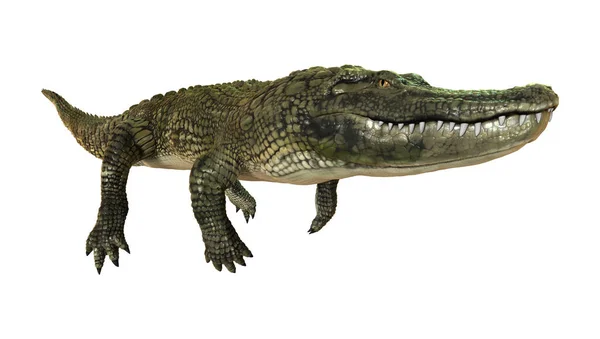 3D rendering amerikansk Alligator på vit — Stockfoto