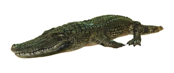 3D renderowania aligator amerykański biały — Zdjęcie stockowe